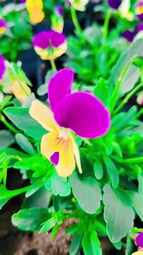 butterfly plant#trending #viralvideo #nature #gardening #video