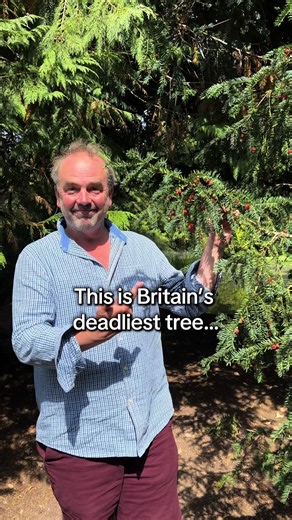 Yew tree (Taxus baccata): Britain’s deadliest tree