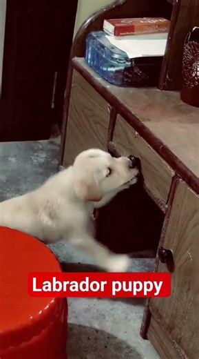 Chute Labrador puppy #pets #ytshort