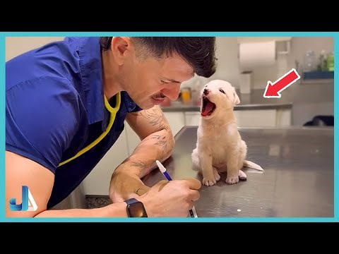 🐾 Animals Who Totally Interrupt Vets During Checkups! 😆 Funniest Animals Video