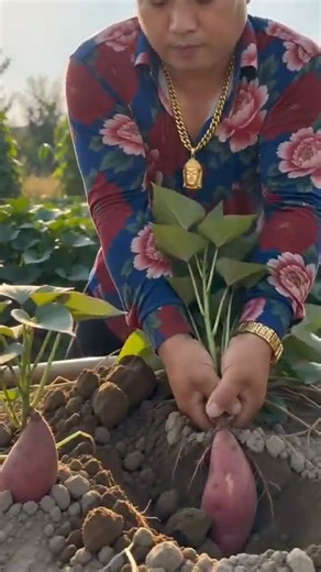 🌱⚙️ Manual Sweet Potato Harvesting: Draw Hoe Loosening and Tuber Extraction