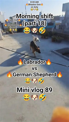 Mini vlog 89🐶🤣 Gauri Don vs Bhaaloo Don part 9 Labrador vs German Shepherd funny dog fight #desidog