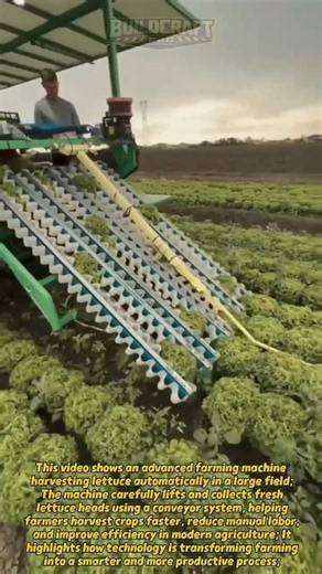 Amazing Lettuce Harvest Machine in Action! #Farming #Agriculture #Technology