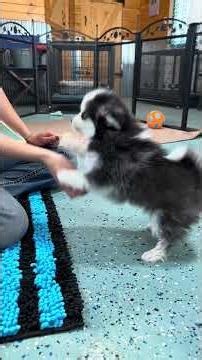 She Learned THIS in Minutes… Dally is Something Special 🤯🐾 | Tiny Pomsky Training