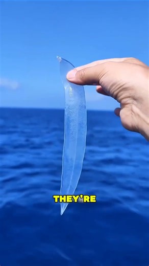 “This Alien-Like Sea Creature Actually Exists 😨" | #shorts #alien