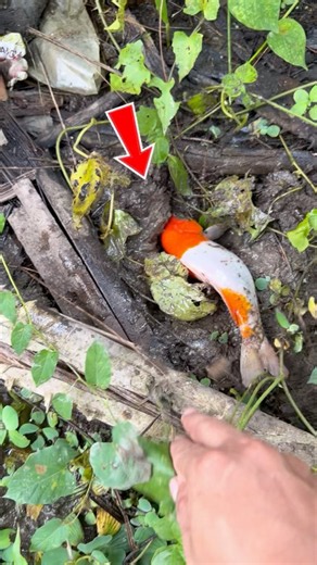 rescuing a large koi fish that had become trapped and returning it to its original habitat #fish