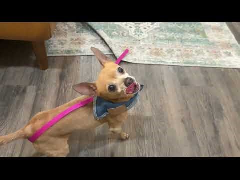 Mighty Mouse | Tiny, spicy, devoted