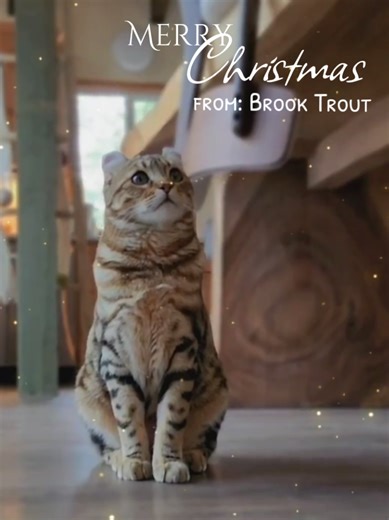 Merry Christmas everyone!😽 . . . #ilovemycat #christmas #highlandlynx #bengal #catdad
