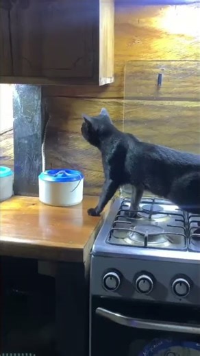 Black Cat Knocks Small Snake Off Kitchen Counter
