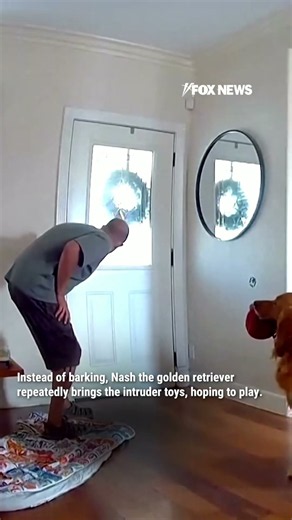 Drone tracks home intruder after friendly dog greets him with toys #shorts