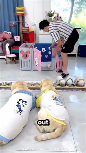 The Master Took My Puppies Out To Feed Them ❤️