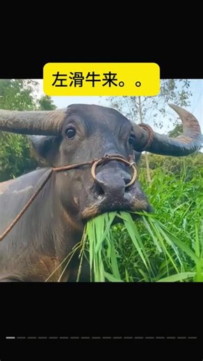 《少女斗恶龙》 #红果短剧 #好剧推荐 #你的短剧搭子 6763157229253481631572292#7631572292534815806