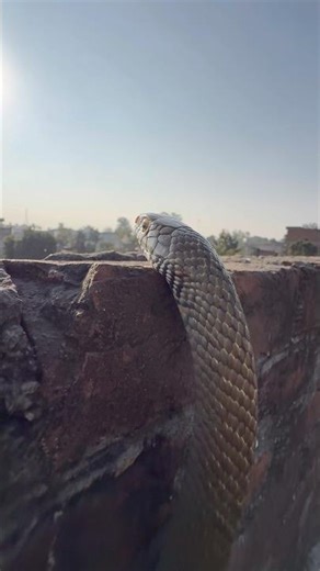 #snakebite #viral #snakevideo #cobra #animals #trend #snake #ratsnake ​⁠@chitransh_Bhai2.0 #shorts
