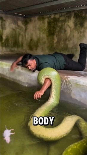 4 Mind-Blowing Anaconda Facts You Didn't Know! 🐍😱 #viral #animalshorts