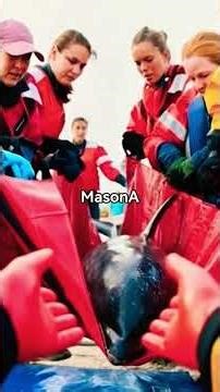 Mass Dolphin Rescue at Cape Cod 2024 | 70% Saved 🐬💙