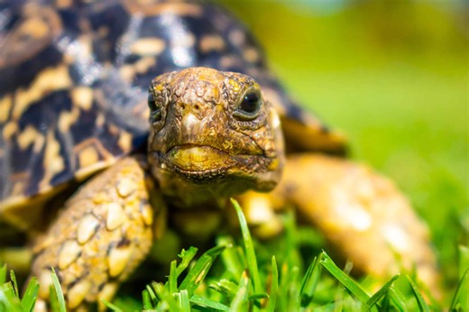 This Tortoise Broke a 37-Year-Old Record at Just 0.62 MPH