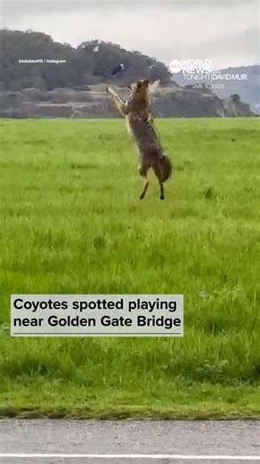 ABC World News Tonight on Instagram: "Coyotes were spotted this week playing in San Francisco’s Crissy Field near the Golden Gate Bridge. Sightings have become increasingly common in green areas within San Francisco. Coyotes maintain an important role in the area’s ecosystem, particularly by preying on different rodent species in the area, according to the San Francisco Department of Environment."
