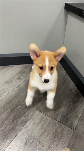 🐶 Corgi Puppy Workout Zoomies! Left, Right, Left, Right 😂 | Petland Phoenix ✨