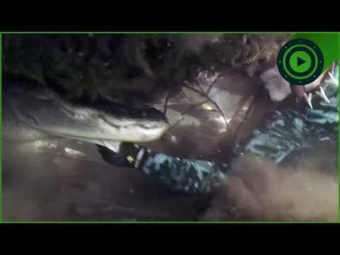 Alligator Attack: Diving Into The Den Of A Man-Eater