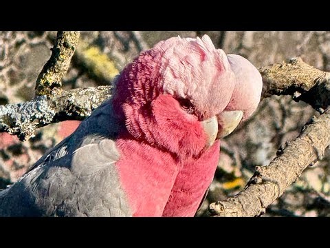 Birds go WILD in Australia
