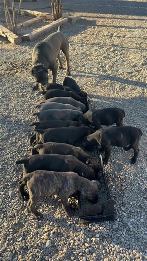 Civil and Mannered with some amazing socializing with the cane Corso will go a long way starting at a young age #canecorso #workingdog #dogsoftiktok #canecorsoitaliano #puppiesoftiktok
