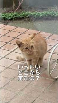 突然、「入れて〜！」と子猫が訴えてきたので保護した結果… #保護子猫 #shorts #子猫動画