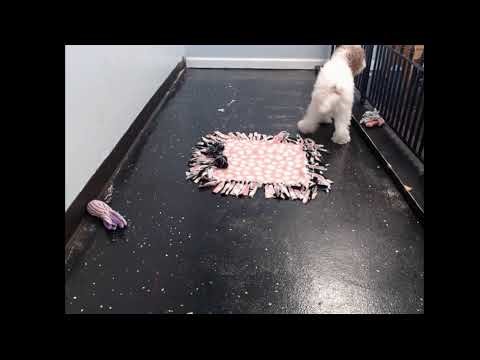 Lindsey - Female Cockapoo