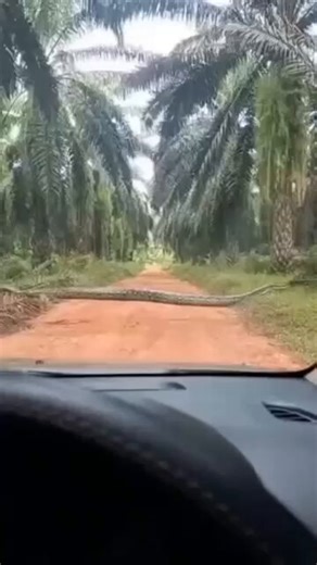 A Giant python seen “strolling” across the Okomu Palm Plantation, in Edo State.This kind of python exists in Nigeria?😳✍️