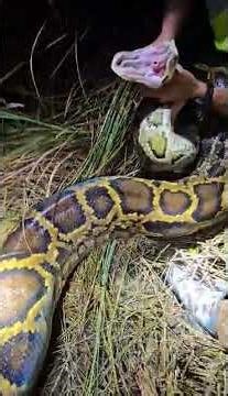Python hunter Carl Jackson wrestles a 202-pound Burmese python.