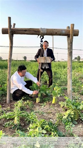 Hoisting the Harvest: How Two Farmers Use a Wooden Crane to Pull Radishes