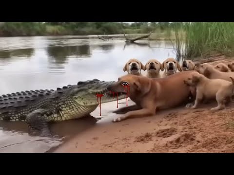 Real Hero: Tiger Attacks Huge Crocodile To Save A Puppy’s Mother!