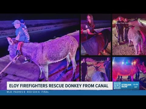 Emergency crews rescue donkey stuck in Eloy canal