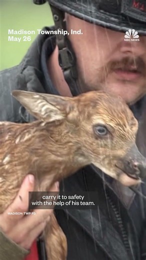 Indiana firefighters rescue baby deer from rushing waters