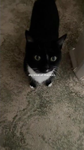 16 year old black cat 🐈‍⬛