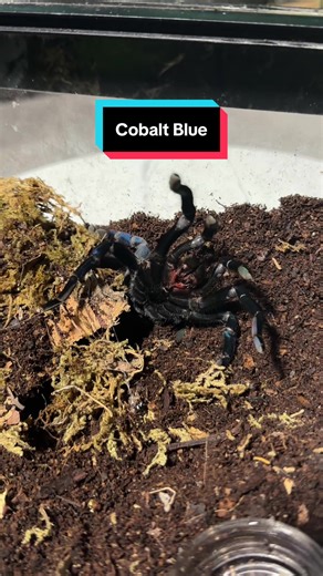 Cobalt Blue Tarantula: A Beautifully Feisty Encounter