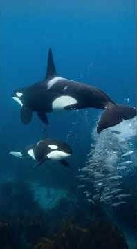Orca Intelligence and Hunting Strategies – Secrets of the Ocean’s Apex Predator