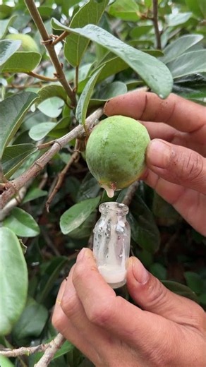 Amazing Transformation from Green Fruit to Pulp