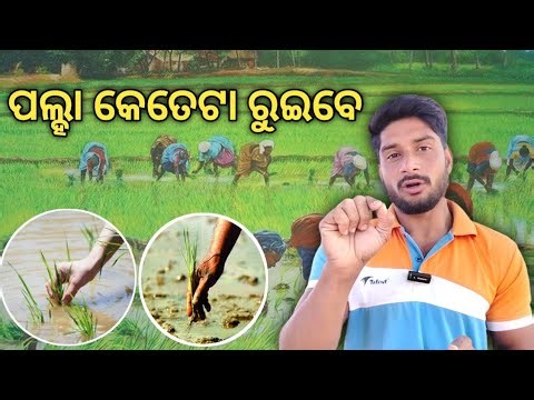 ଧନ ପଲ୍ହା କେତେଟା ରୁଇବେ//Rice Transplanting Spacing Guide | Hybrid & Foundation Paddy Farming