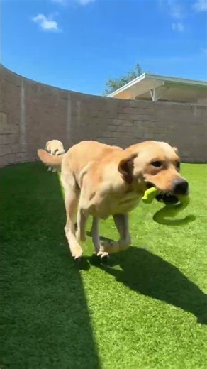 Bath Time Zoomies: Guide Dogs Go Crazy After Their First Baths! 🛁🏎️