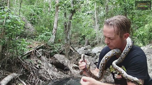 Encountering enormous reticulated python caught on camera during field research
