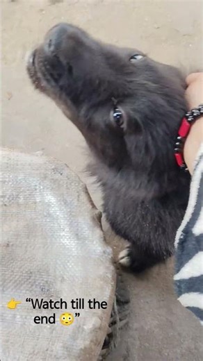 )My dog is pulling my clothes 😂🐶#shorts #dog #puppy #funnydog #foryou #nepal #animals #viralshorts