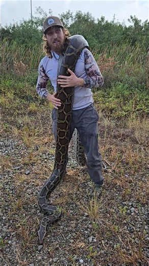 GIANT Florida Python!