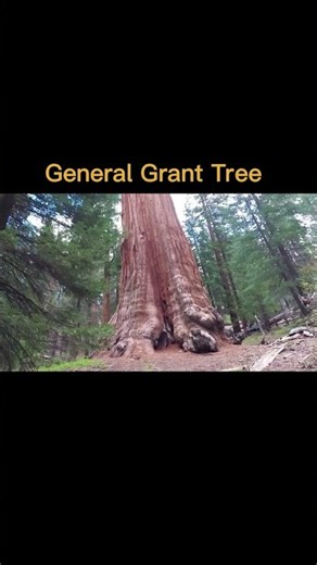 The BIGGEST Trees in the World! 🌳