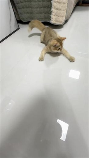 小傻猫，真的要笑死了 #家有小猫乐趣多 #金渐层的玩耍日常
