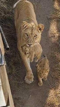 The Lion Cubs Growing Fast & Healthy