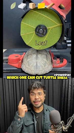 Which One Can Cut Turtle Shell? 🐢