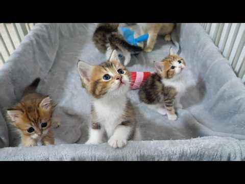 Cute kitten learning how to play with a toy from its mom...