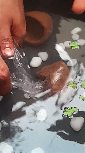 The Betta fish (Betta splendens), often called the Siamese fighting fish, #lifeisbutadream