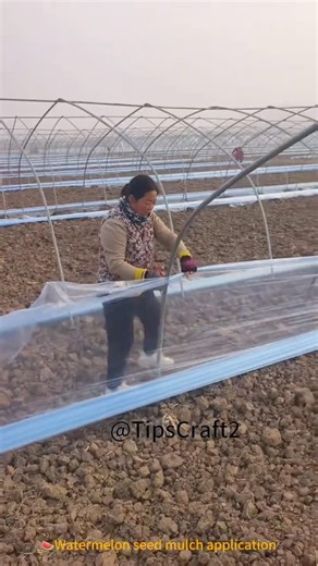 🌞 Covering watermelons with "little blankets": there's a knack to laying down plastic mulch.