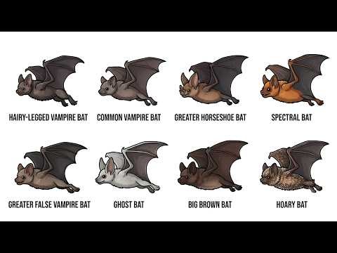 Every Dangerous Bat Explained in 10 Minutes | Some Are Surprisingly Deadly 🦇